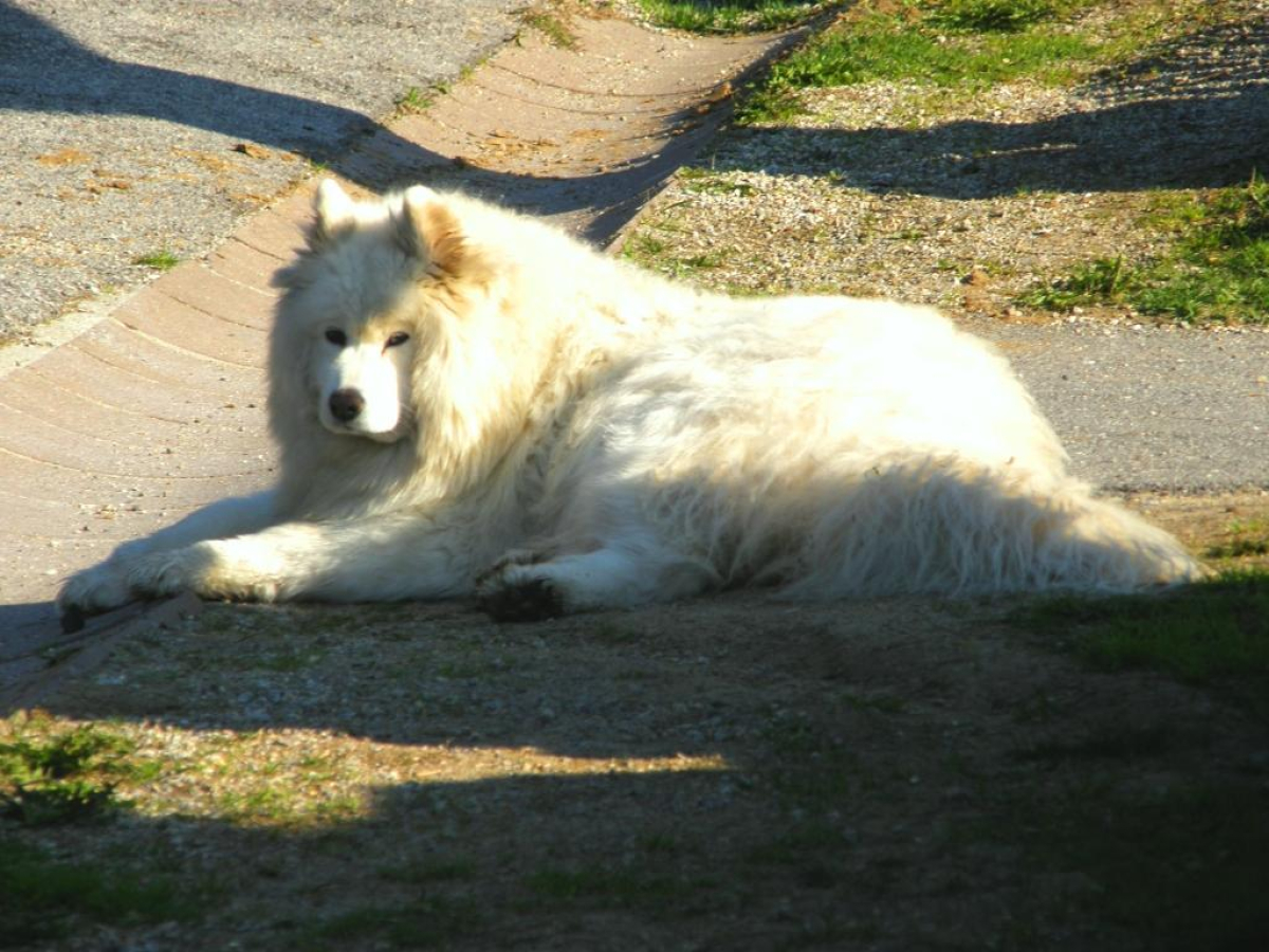 Liparské tlapky