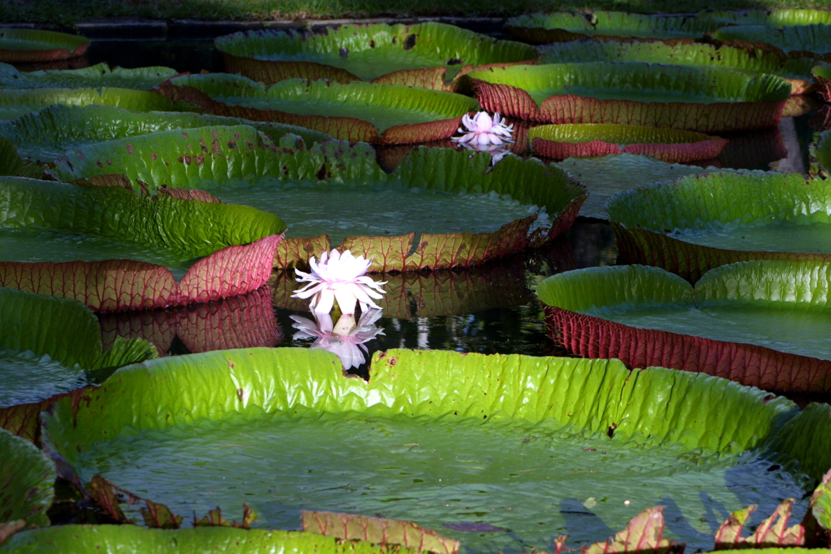 Mauricius, nejen známka a vyhynulý pták