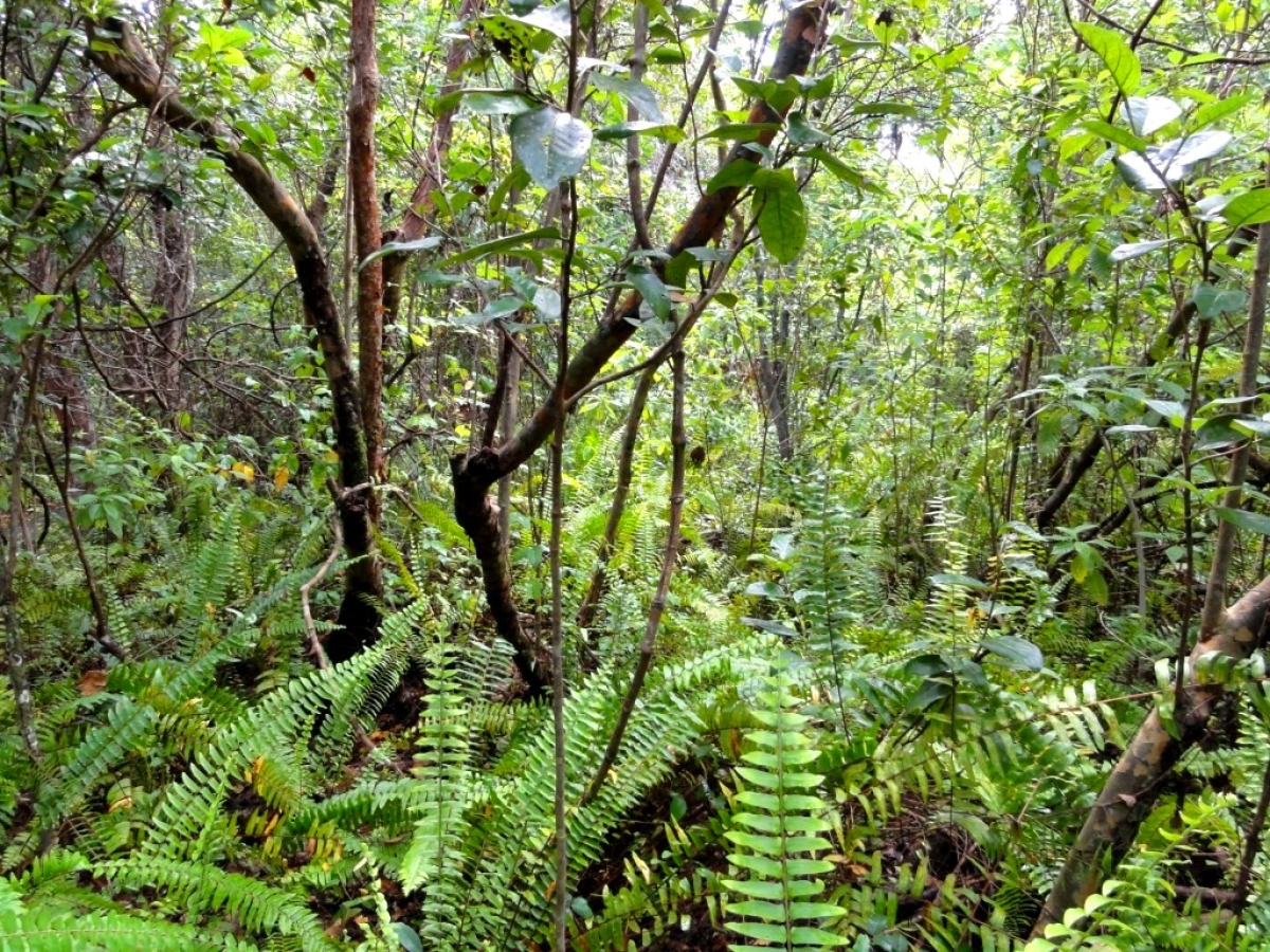 Everglades - řeka Tančící trávy