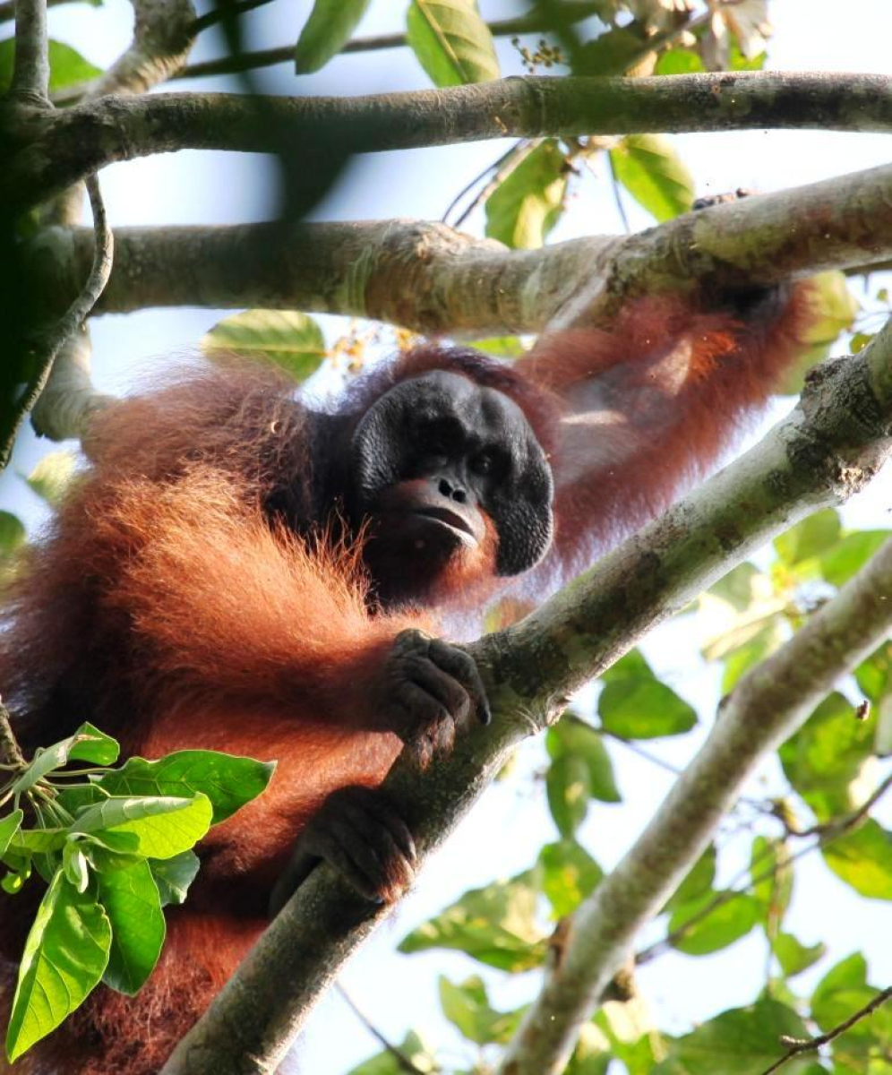 Borneo - pralesní domov trpasličích slonů